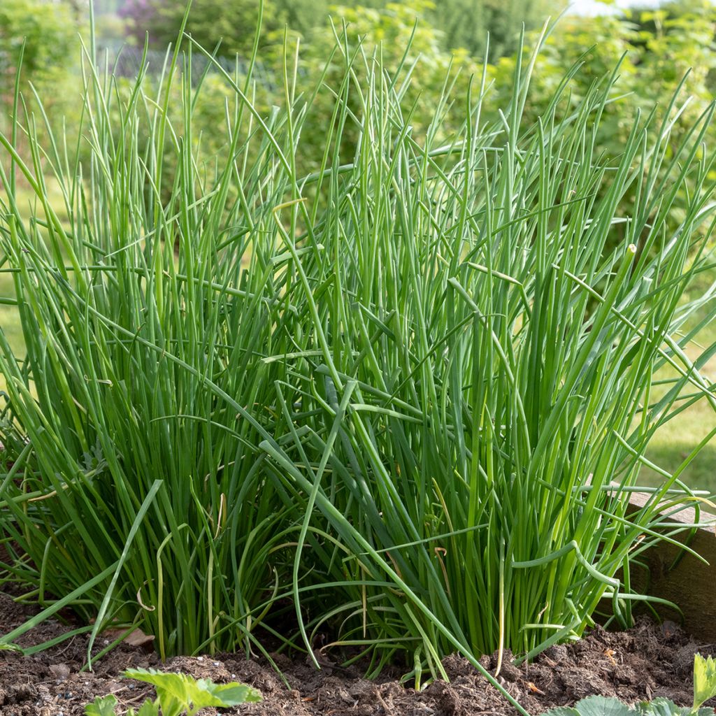Ciboulette Polyvit F1 Bio