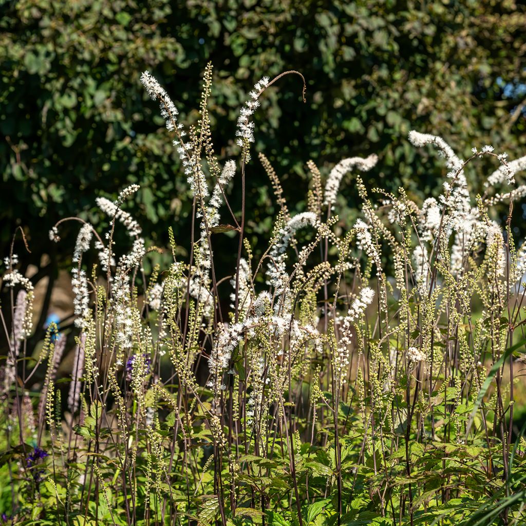 Cierge d'argent - Cimicifuga, Actaea simplex Atropurpurea