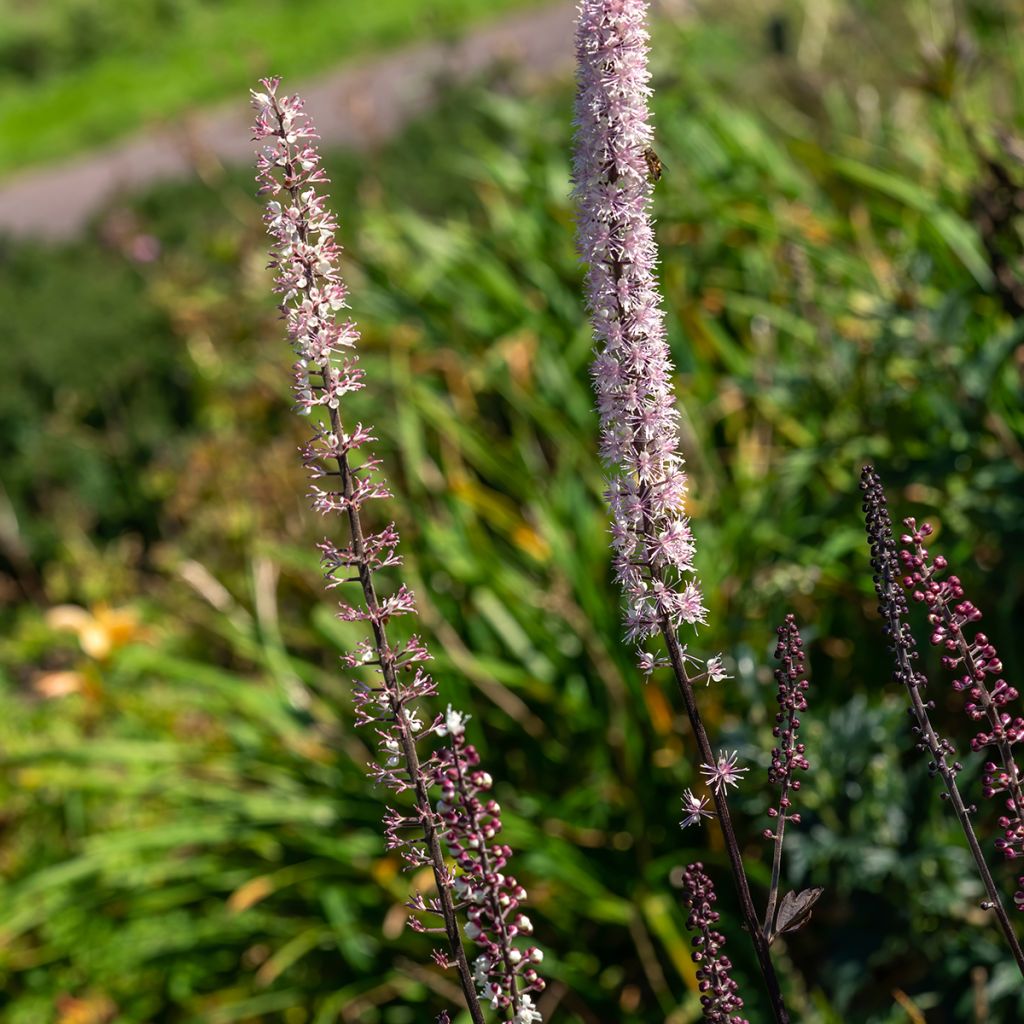 Cierge d'argent - Cimicifuga, Actaea simplex Atropurpurea