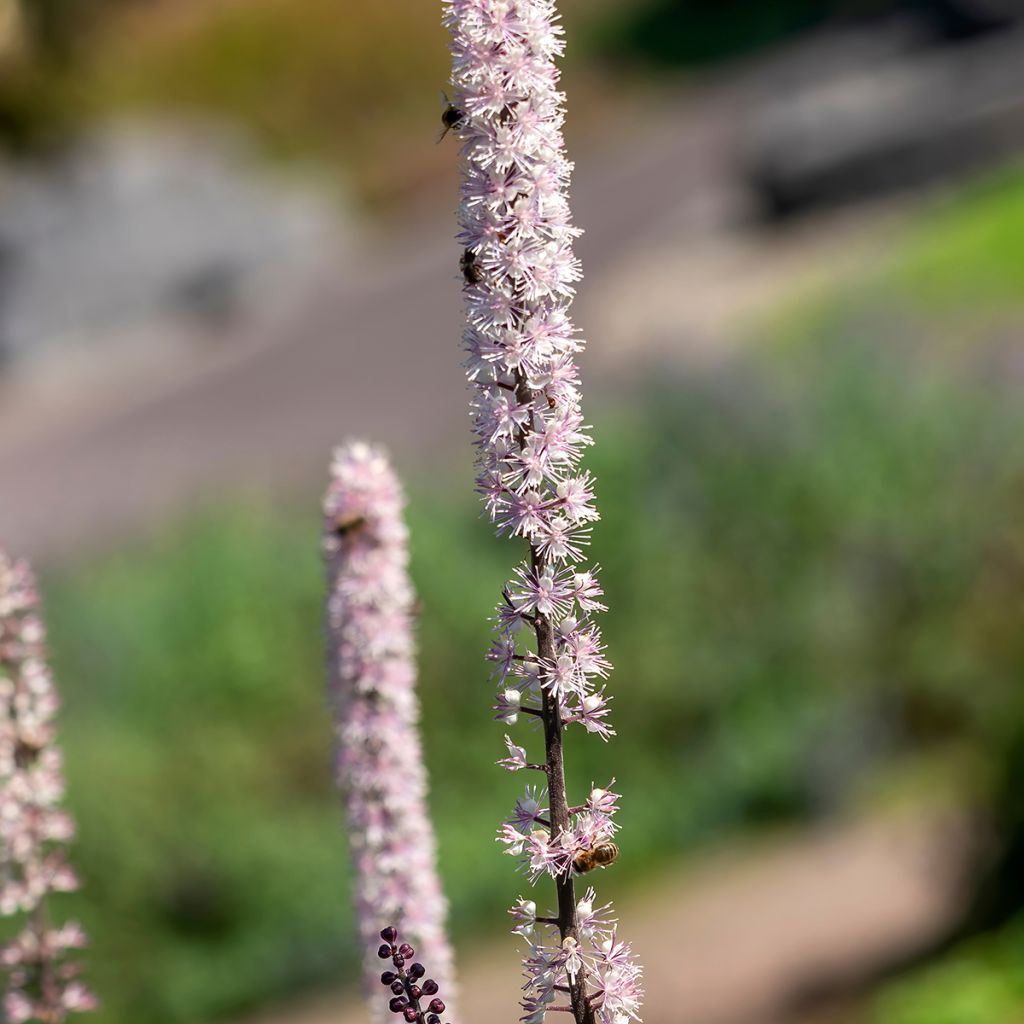 Cierge d'argent - Cimicifuga, Actaea simplex Atropurpurea