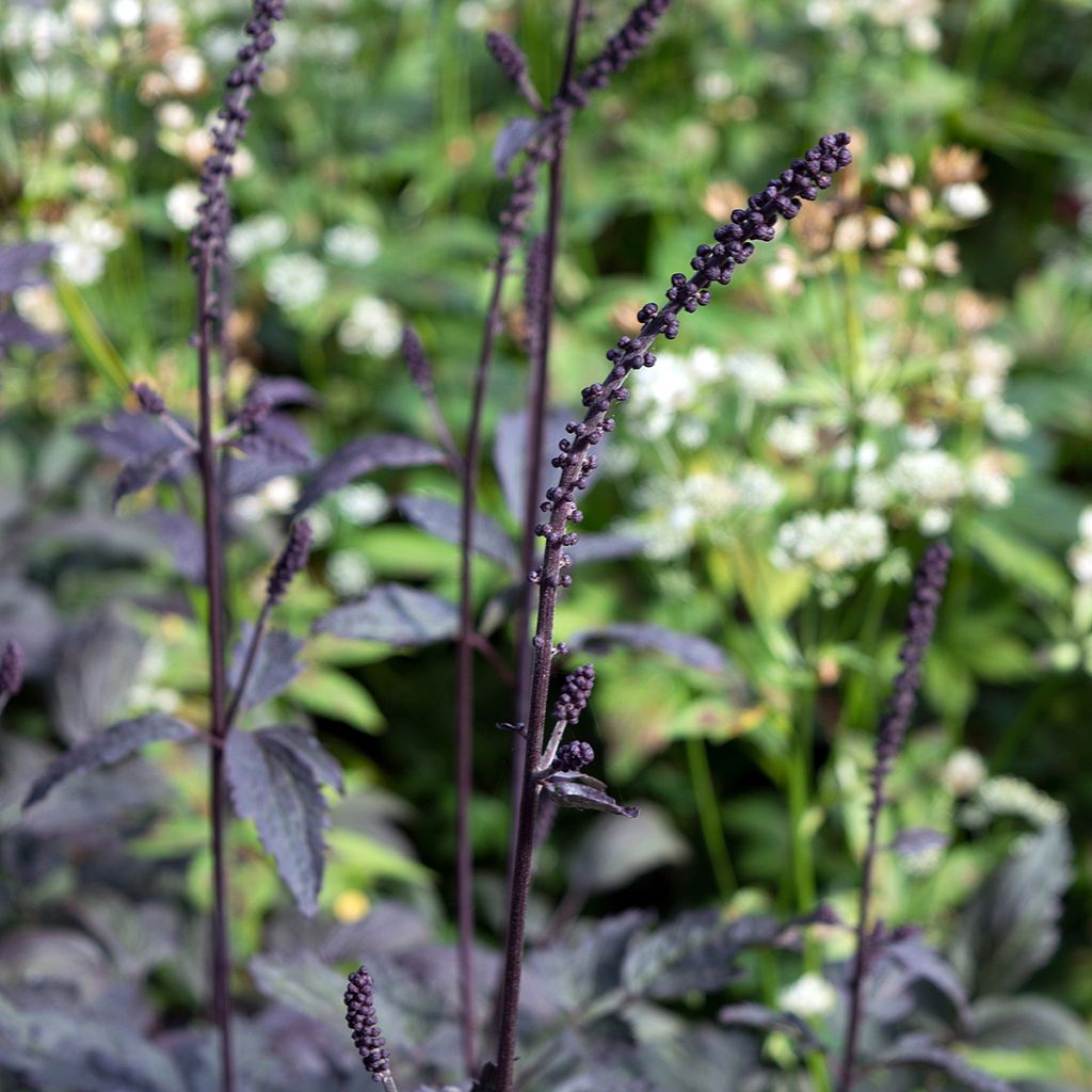 Cierge d'argent, Cimicifuga, Actaea simplex Brunette