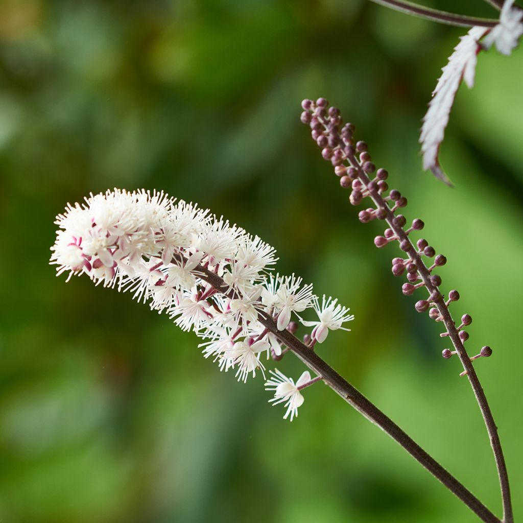 Cierge d'argent, Cimicifuga, Actaea simplex Brunette