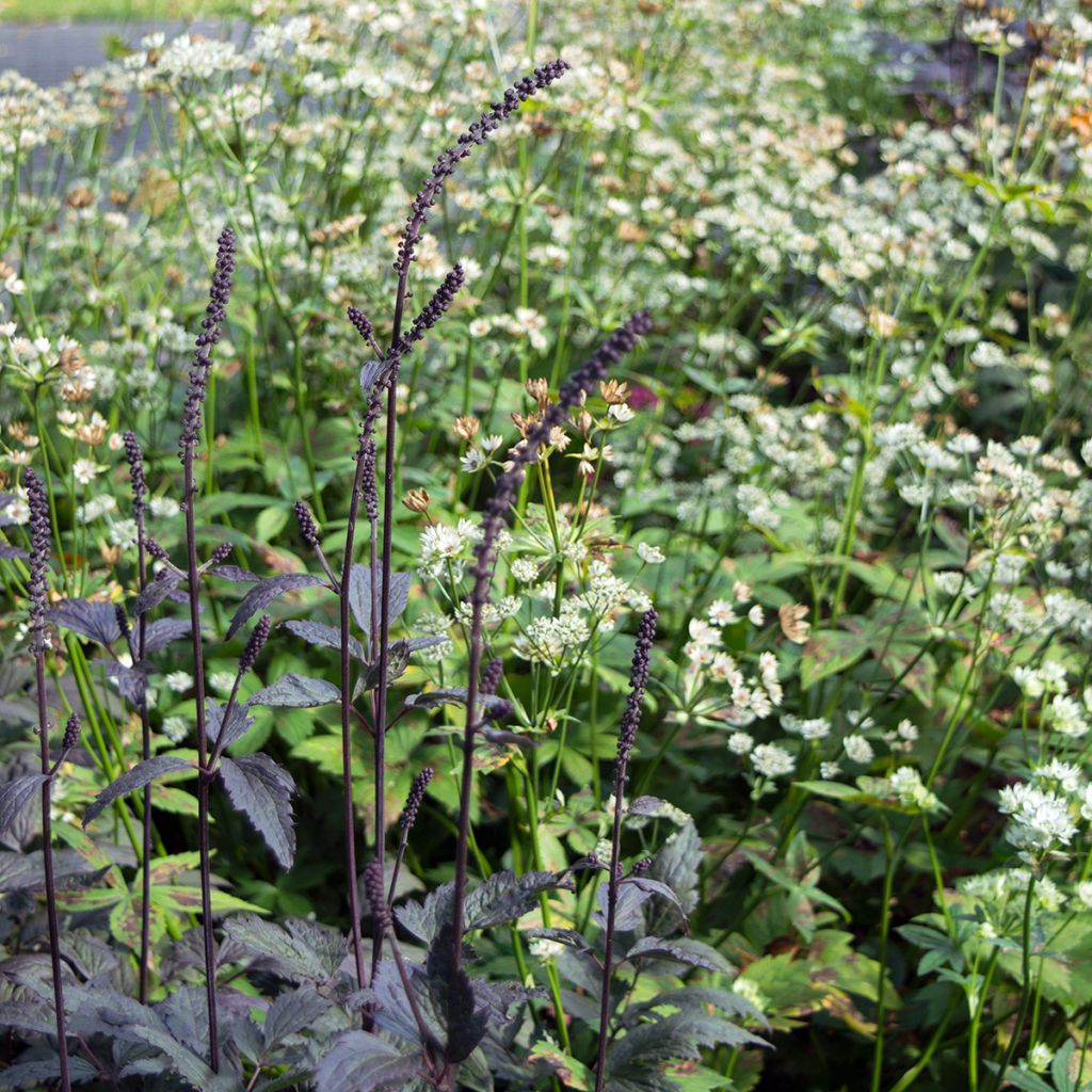 Cierge d'argent, Cimicifuga, Actaea simplex Brunette