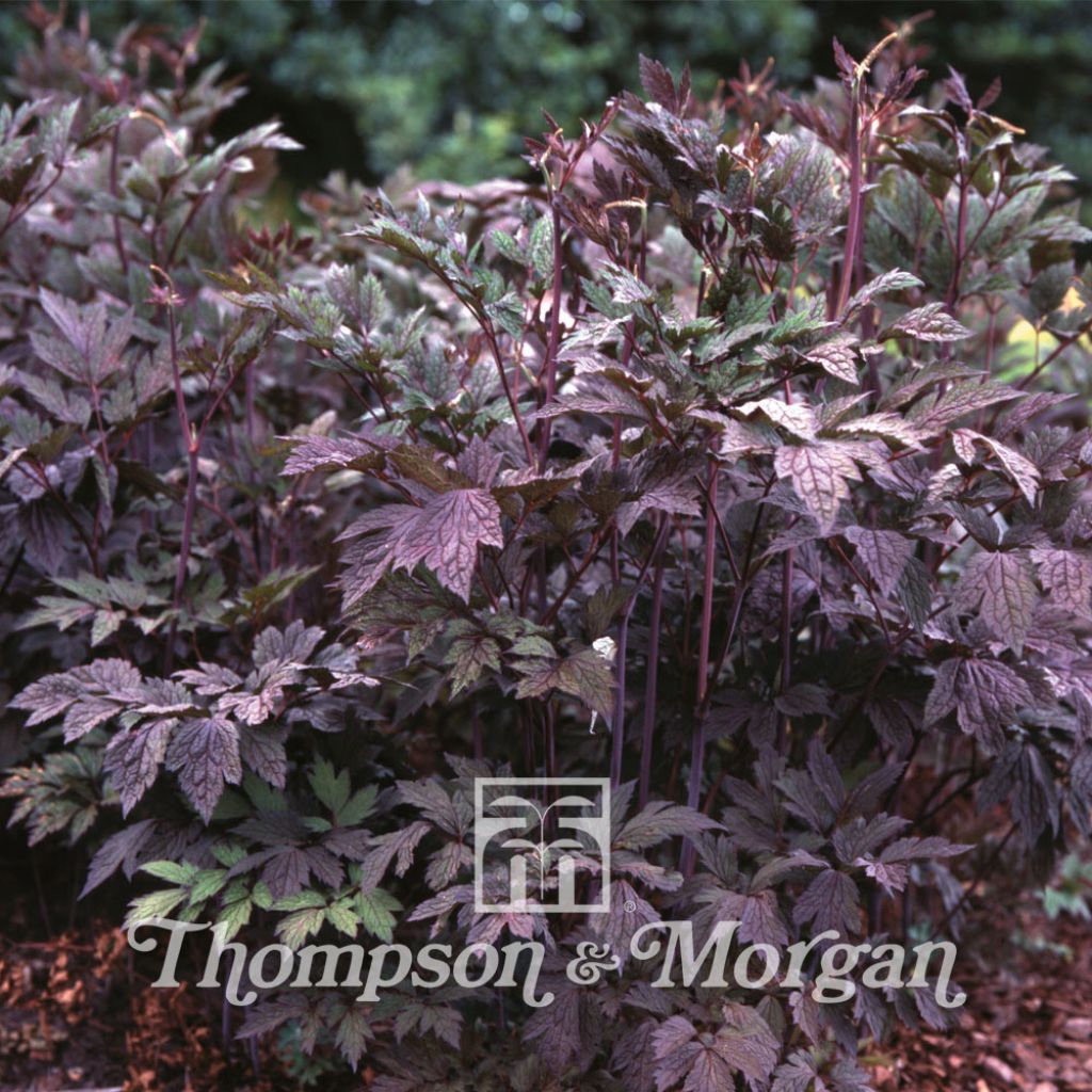 Cimicifuga Racemosa Atropurpurea 