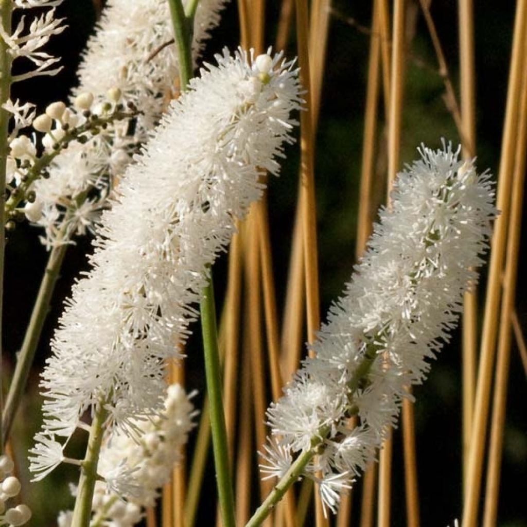 Cierge d'argent, Cimicifuga, Actaea matsumurae White Pearl