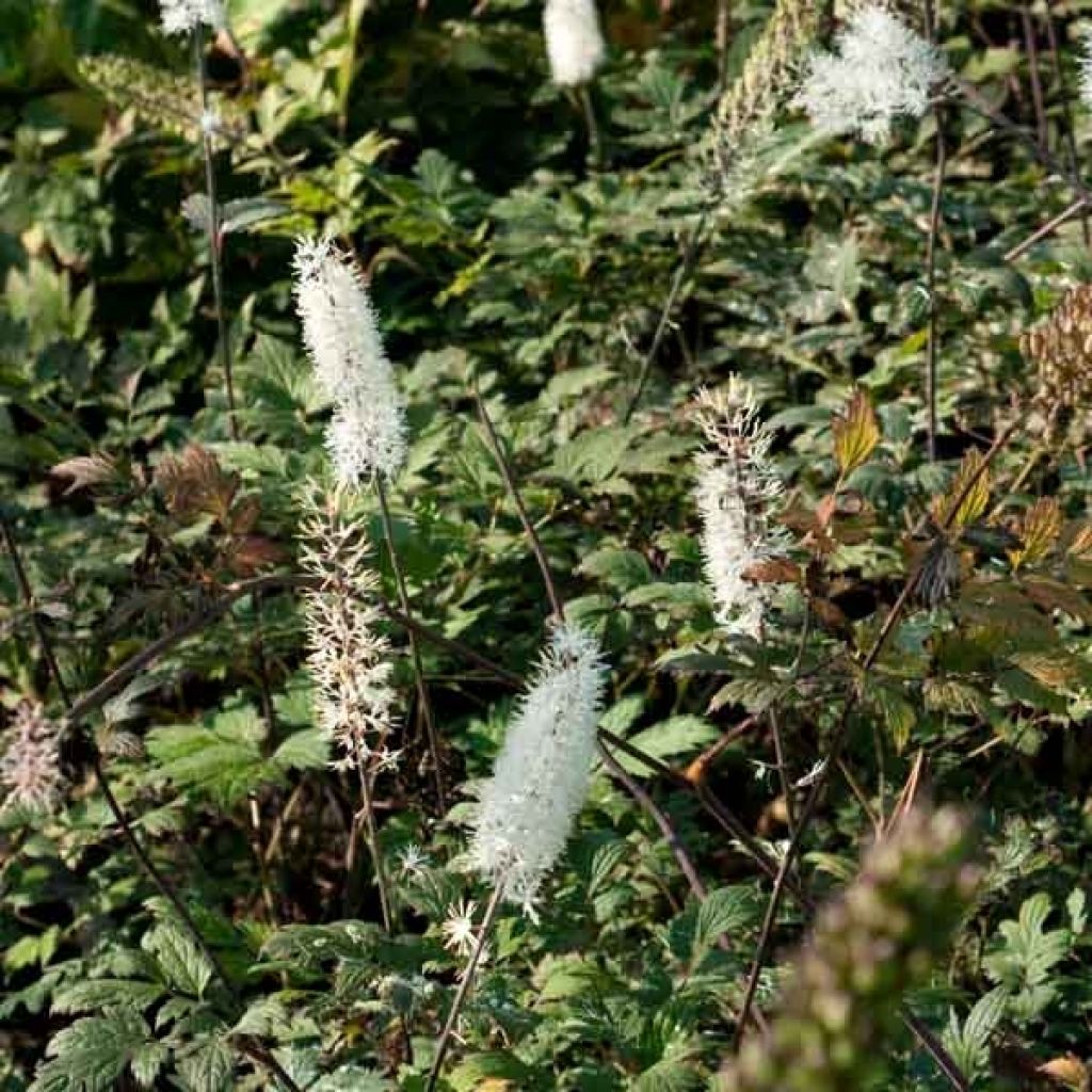 Cierge d'argent, Cimicifuga, Actaea simplex atropurpurea