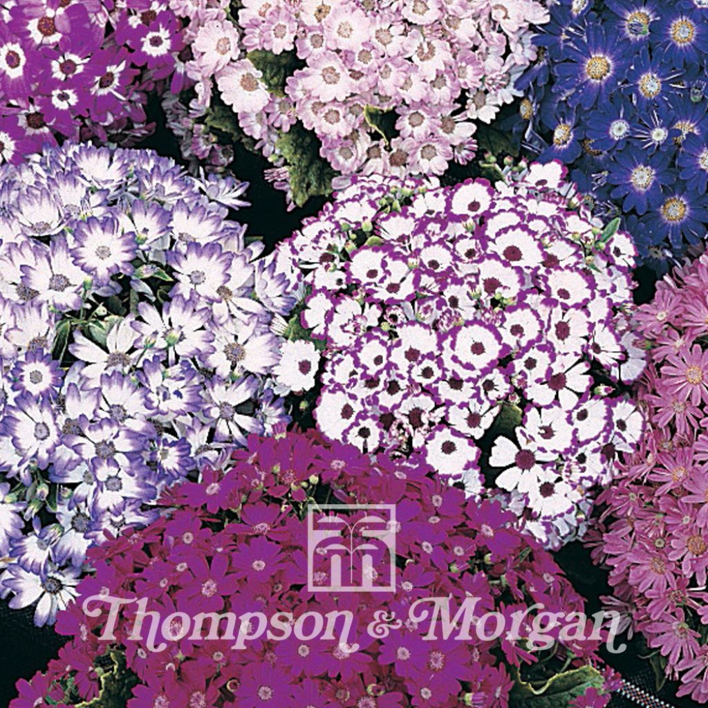 Cineraria Dwarf British Beauty Mixed