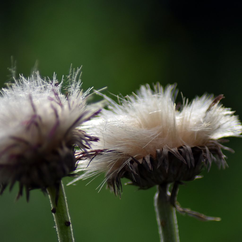 Cirsium rivulare Atropurpureum - Cirse des rives