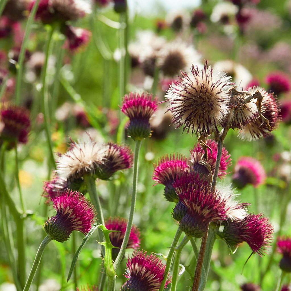 Cirsium rivulare Atropurpureum - Cirse des rives