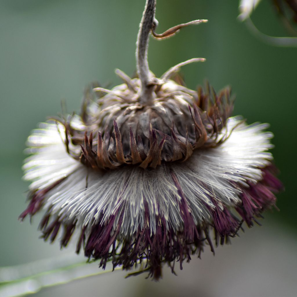 Cirsium rivulare Atropurpureum - Cirse des rives