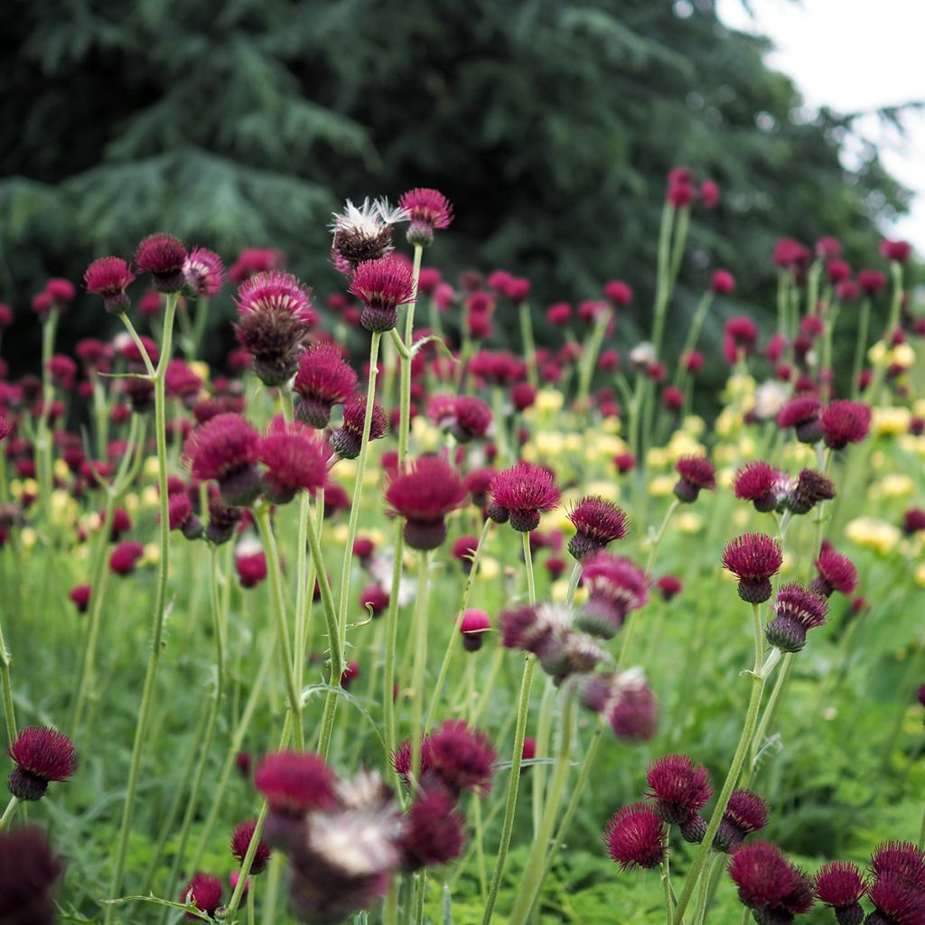 Cirsium rivulare Atropurpureum - Cirse des rives