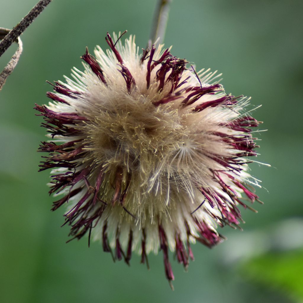 Cirsium rivulare Atropurpureum - Cirse des rives