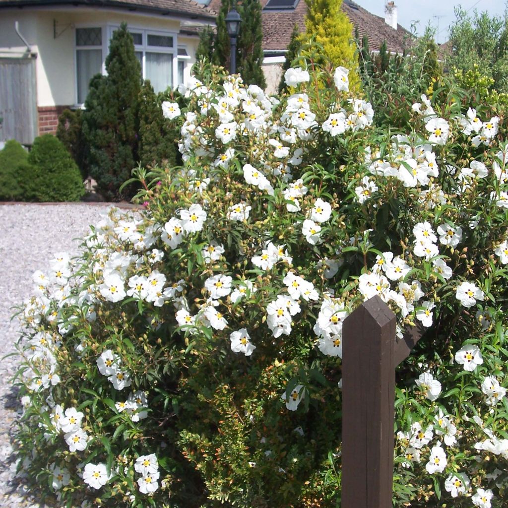 Cistus Alan Fradd - Ciste pourpre à fleurs blanches.