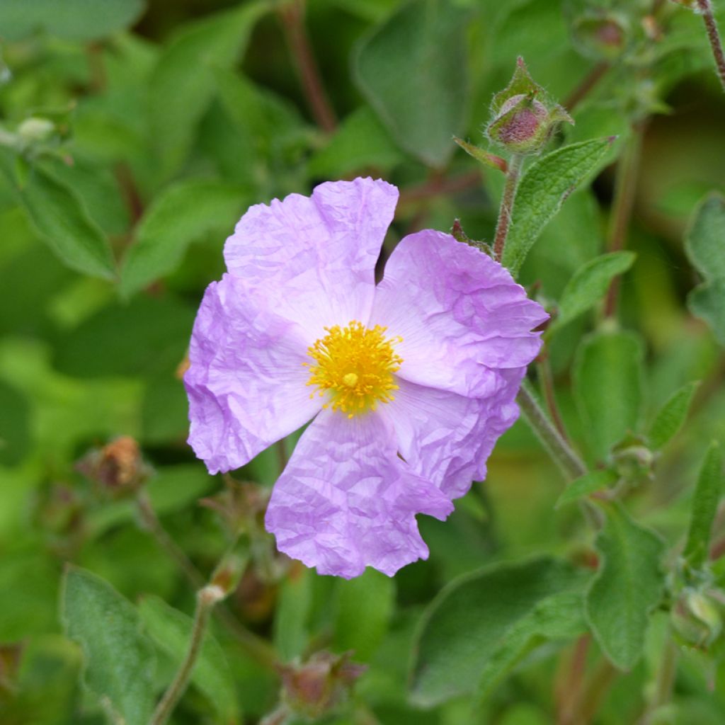 Cistus creticus - Ciste de Crète