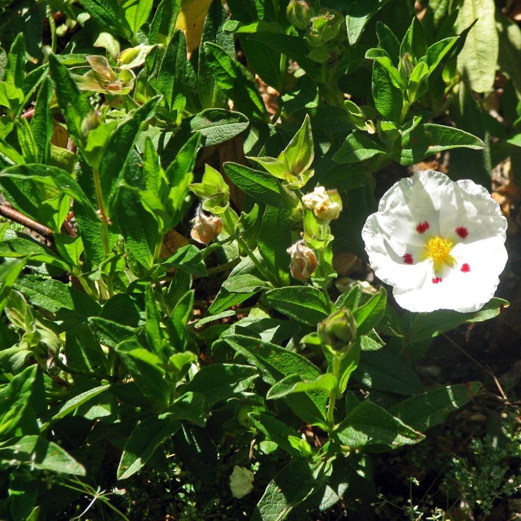 Ciste obtusifolius - Cistus obtusifolius