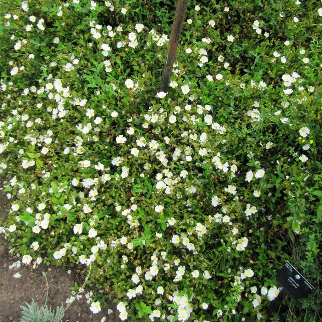 Ciste obtusifolius - Cistus obtusifolius