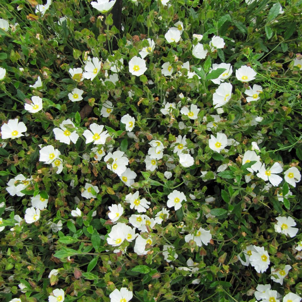 Ciste obtusifolius - Cistus obtusifolius