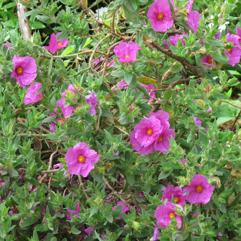 Cistus pulverulentus - Ciste pulvérulent