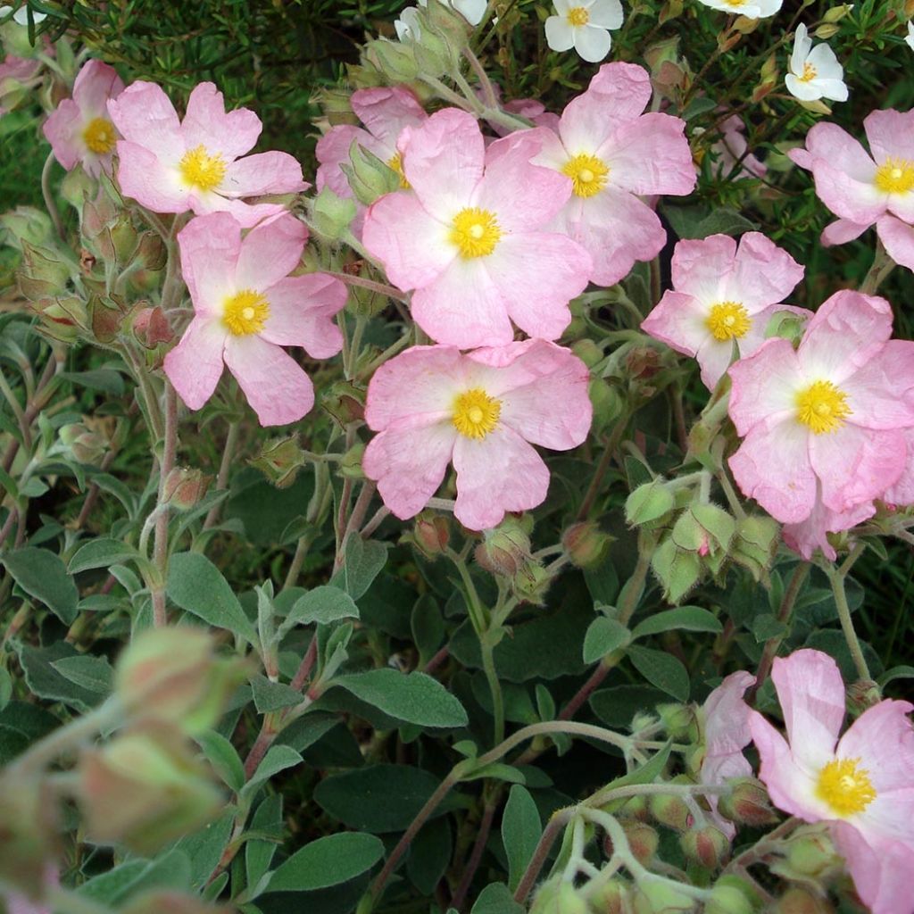 Ciste Silver Pink - Cistus argenteus