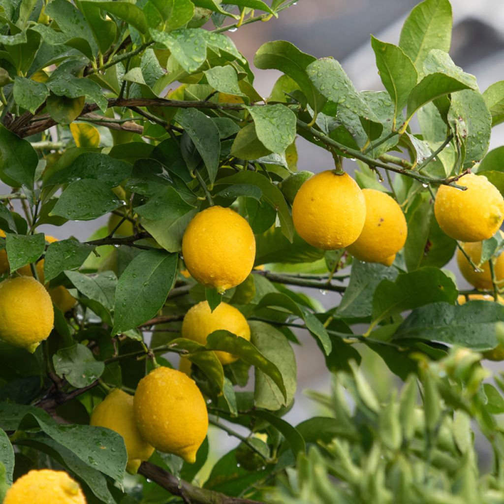 Citronnier des 4 saisons - Citrus limon