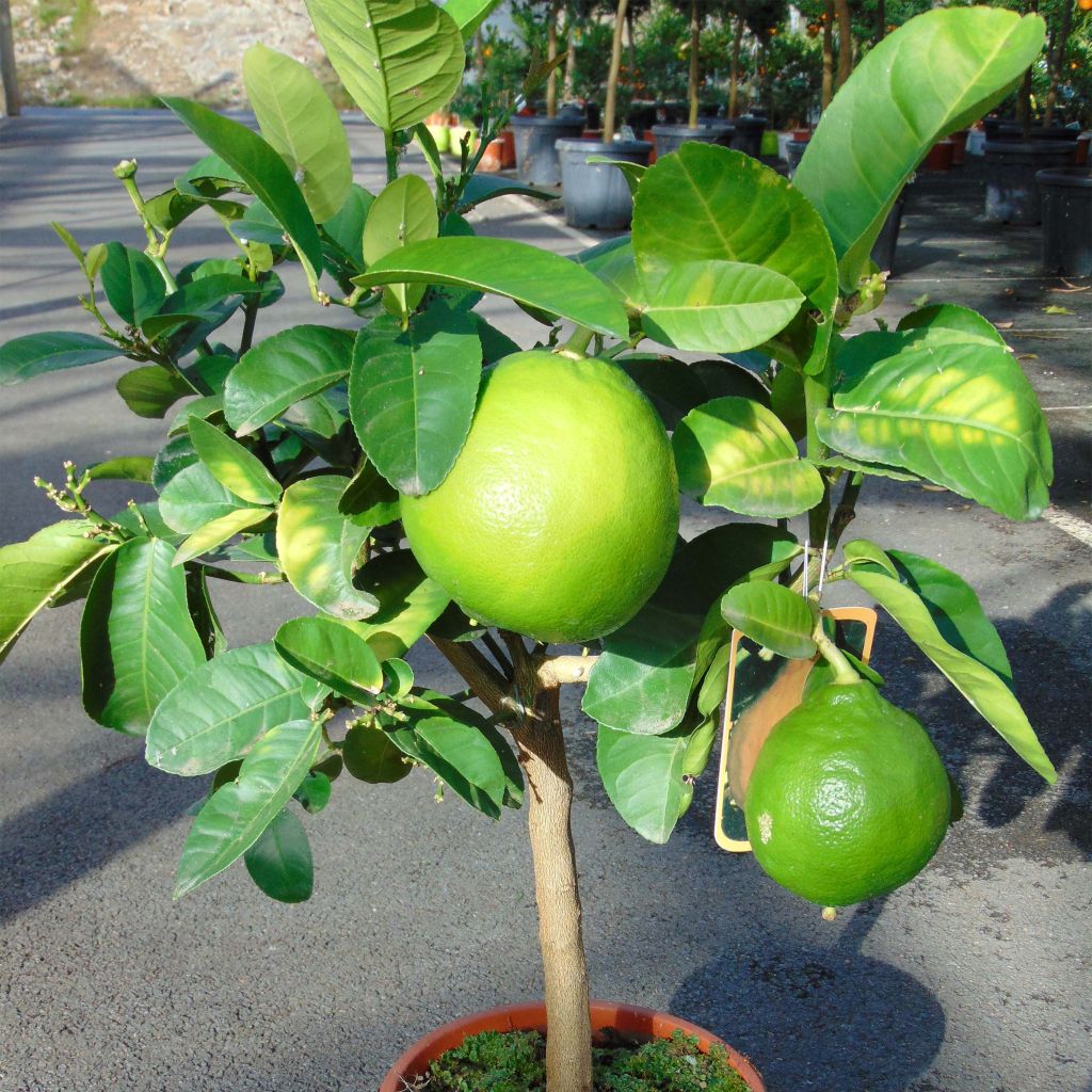 Pamplemousse (Pomelo) - Citrus (x) paradisi