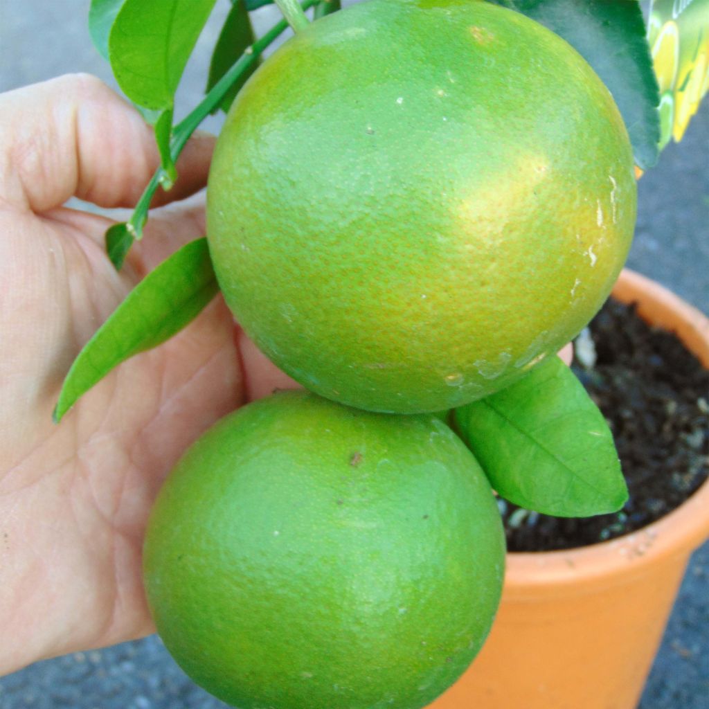 Pamplemousse (Pomelo) - Citrus (x) paradisi