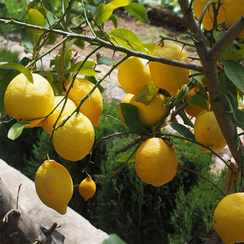 Citronnier des 4 saisons - Citrus limon