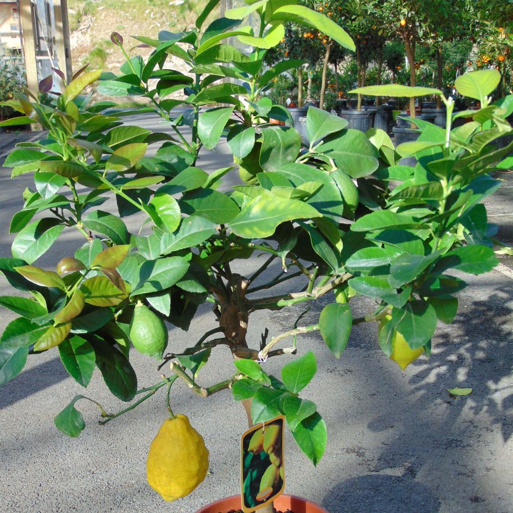 Citronnier des 4 saisons - Citrus limon