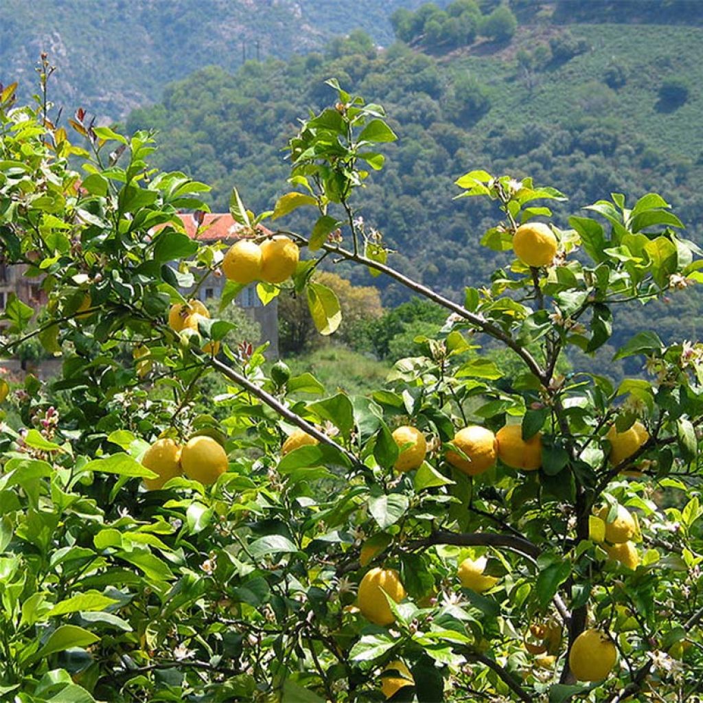 Citrus limon / Citronnier jaune '4 saisons' greffé volkamériana