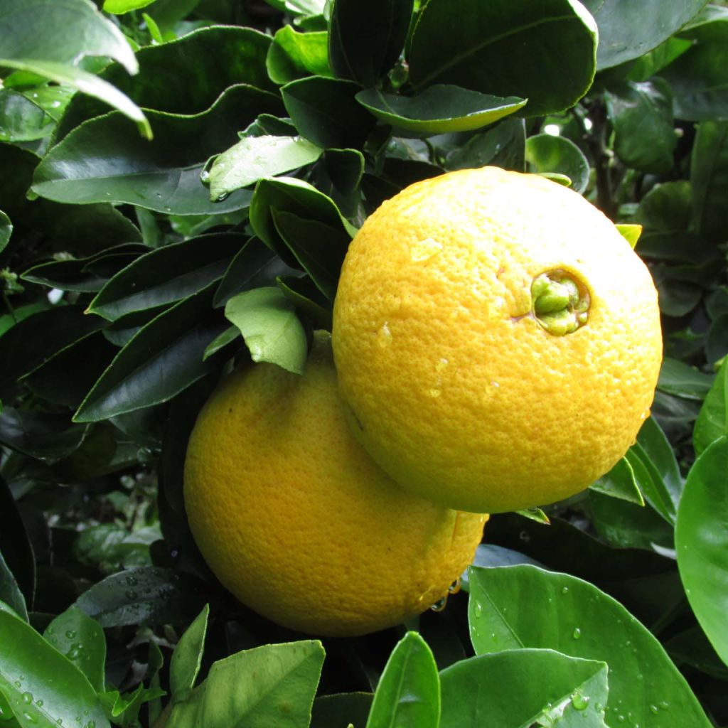 Oranger - Citrus sinensis Washington Navel 