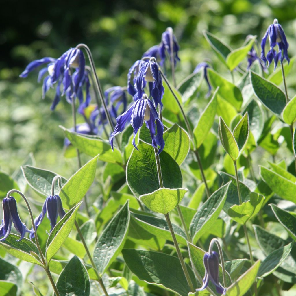 Clématite integrifolia