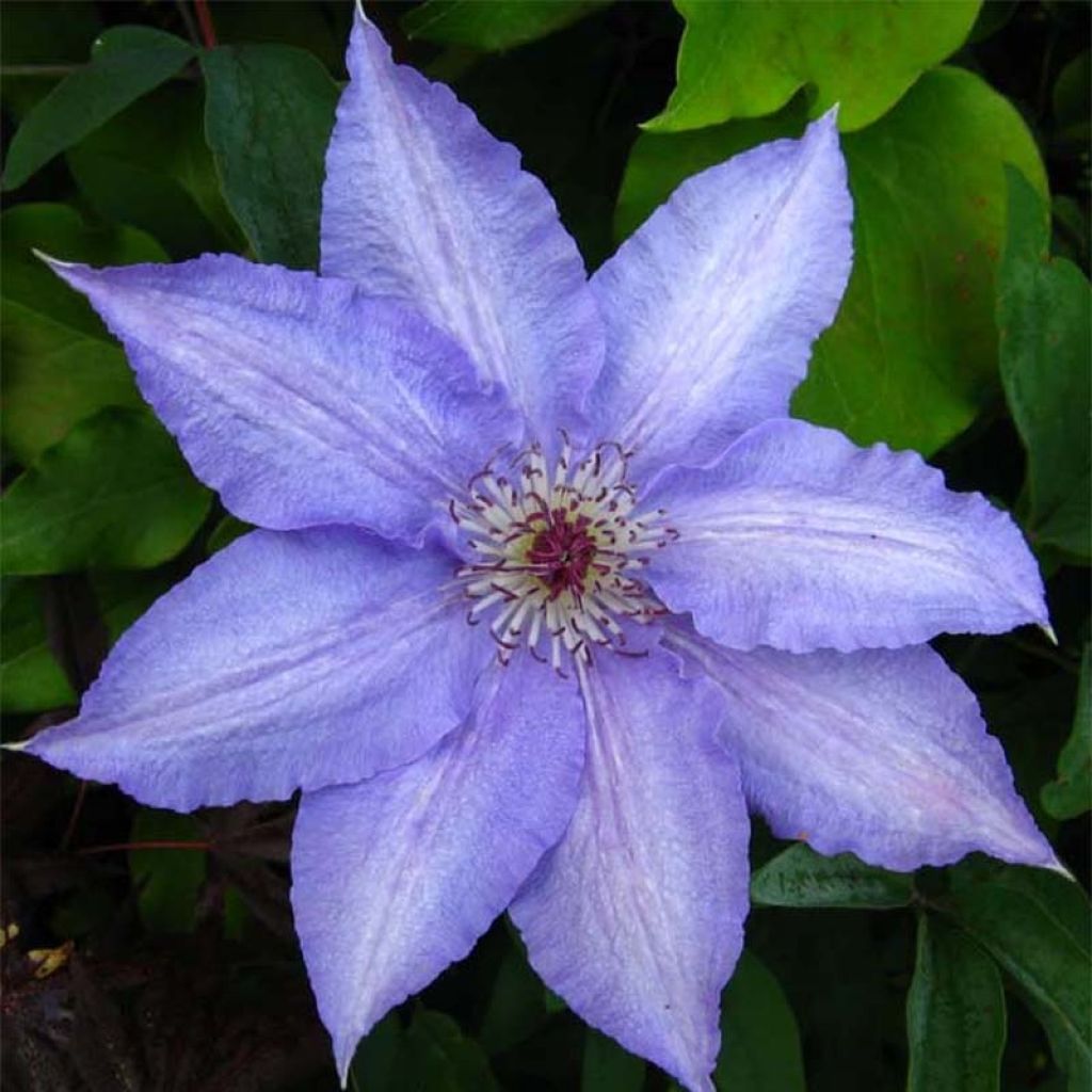 Clématite - Clematis Alice Fisk