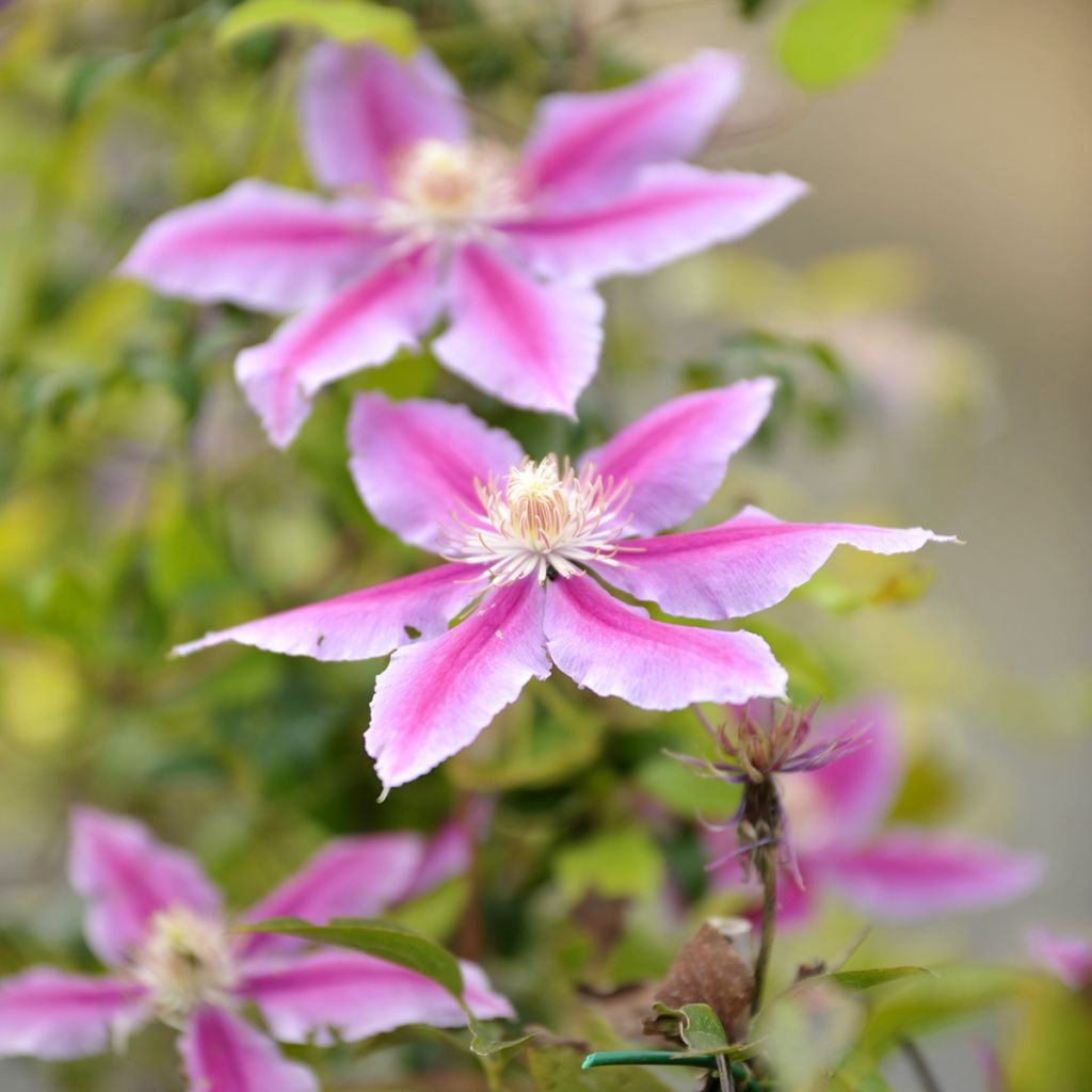 Clématite - Clematis Docteur Ruppel