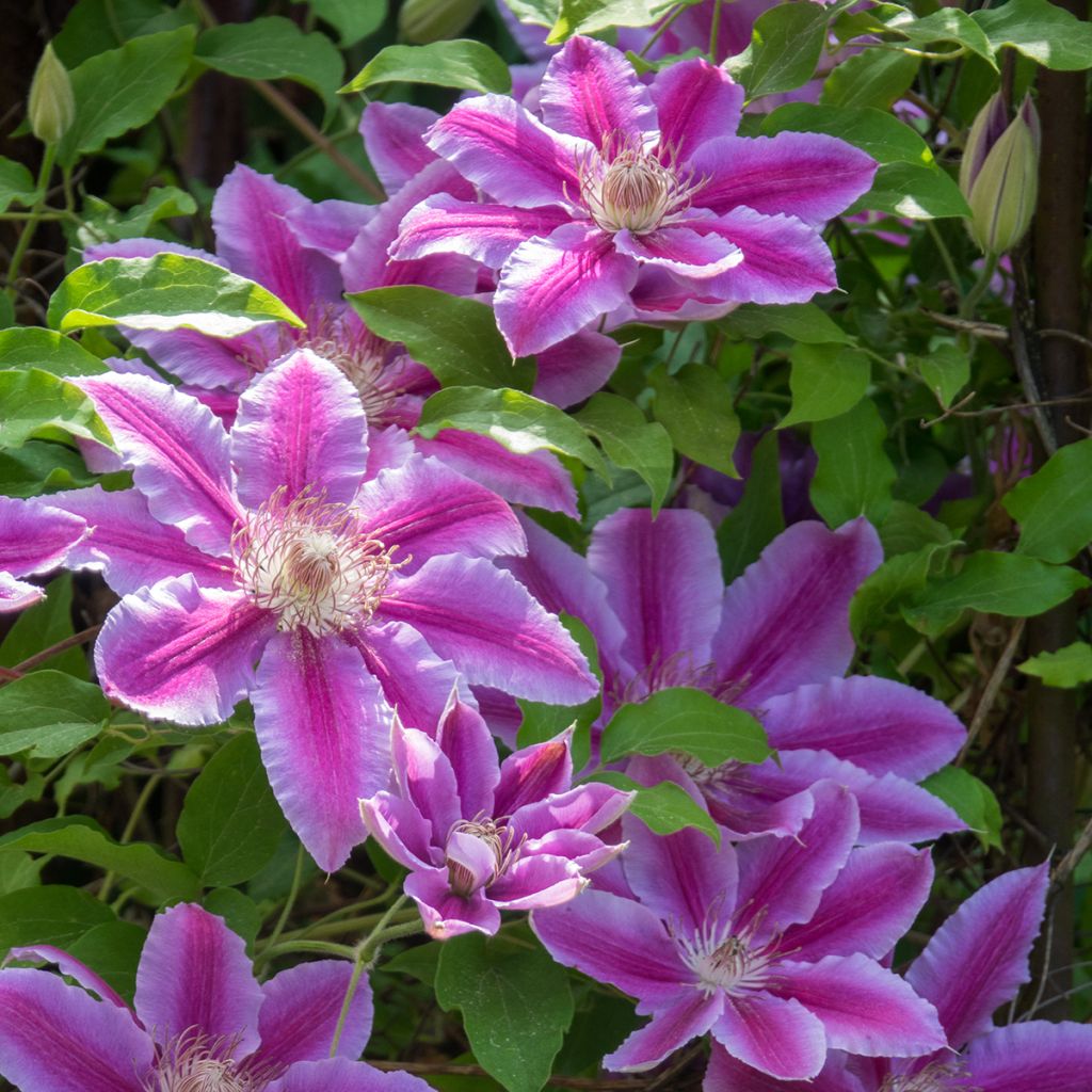 Clématite - Clematis Docteur Ruppel