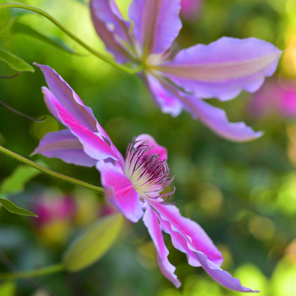 Clématite - Clematis Docteur Ruppel