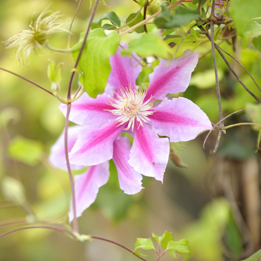 Clématite - Clematis Docteur Ruppel