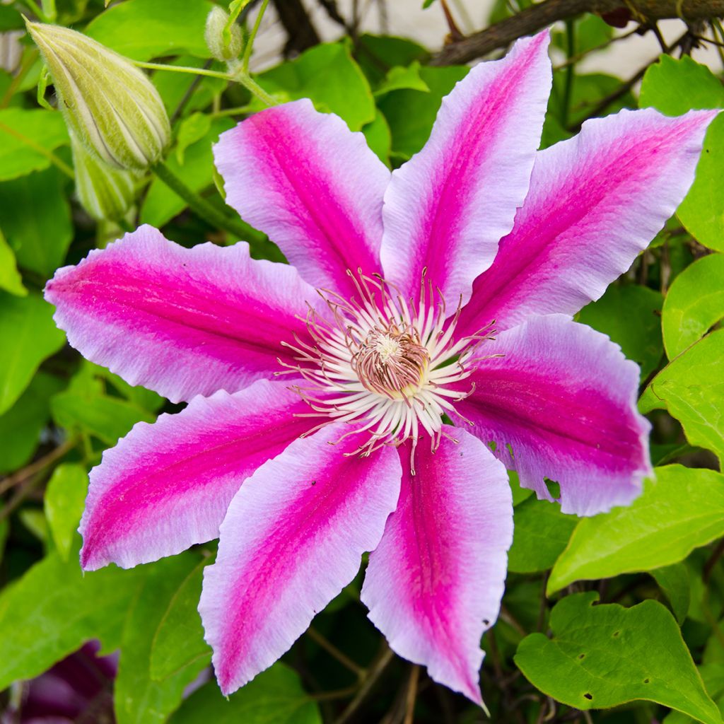 Clématite - Clematis Docteur Ruppel