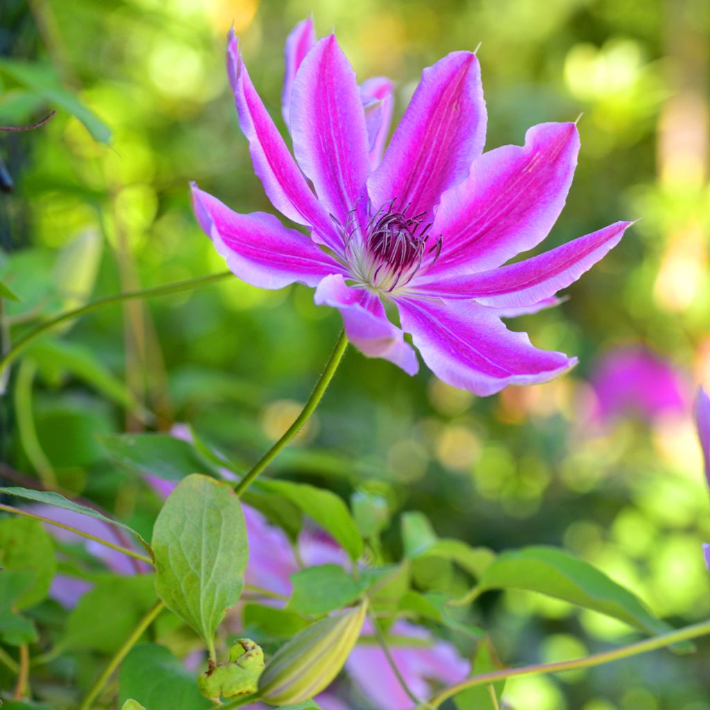 Clématite - Clematis Docteur Ruppel