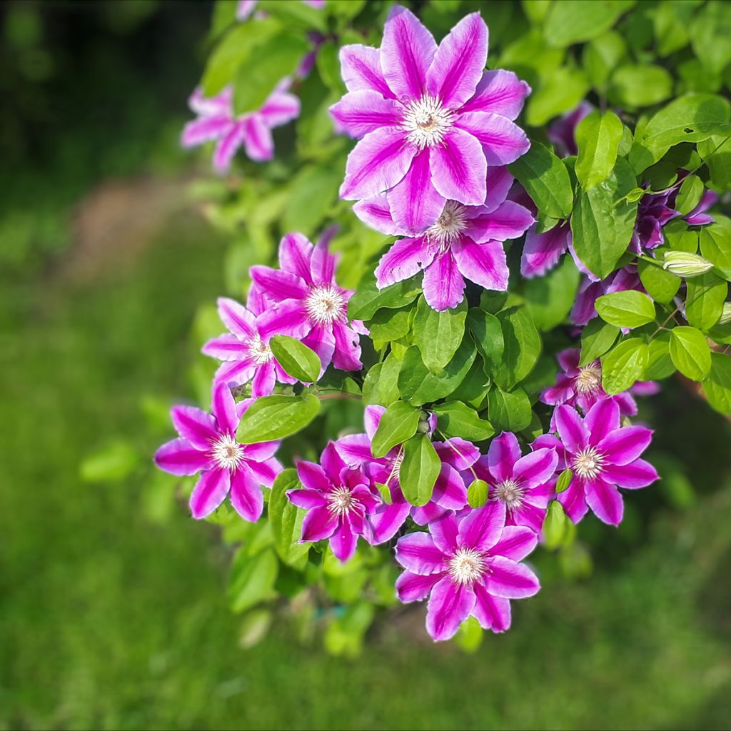 Clématite - Clematis Docteur Ruppel