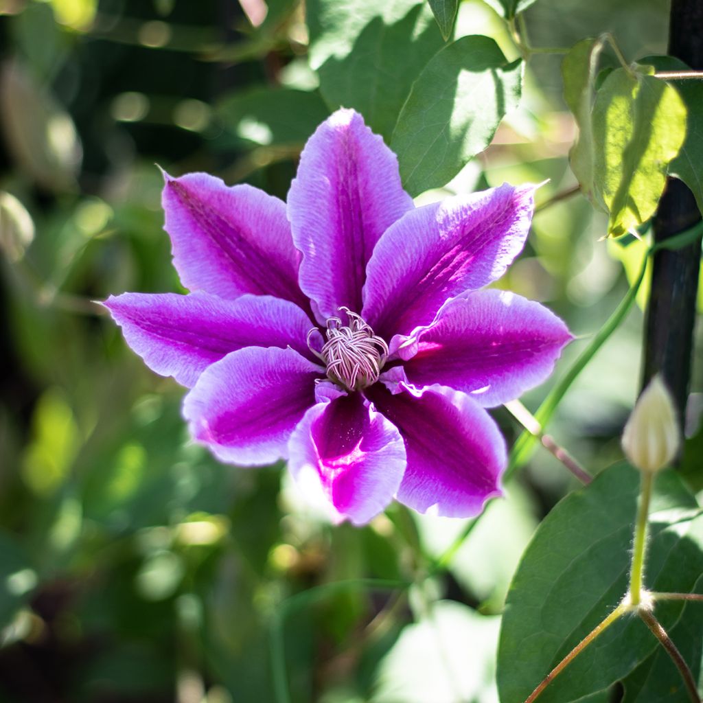 Clématite - Clematis Docteur Ruppel