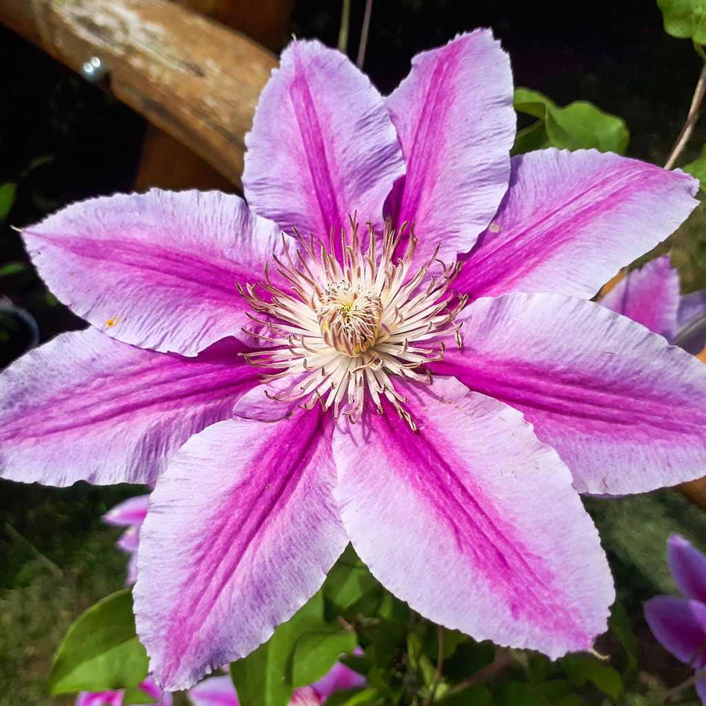 Clématite - Clematis Docteur Ruppel