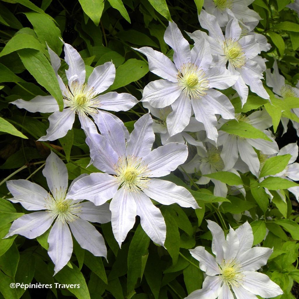 Clématite - Clematis Etoile Nacrée