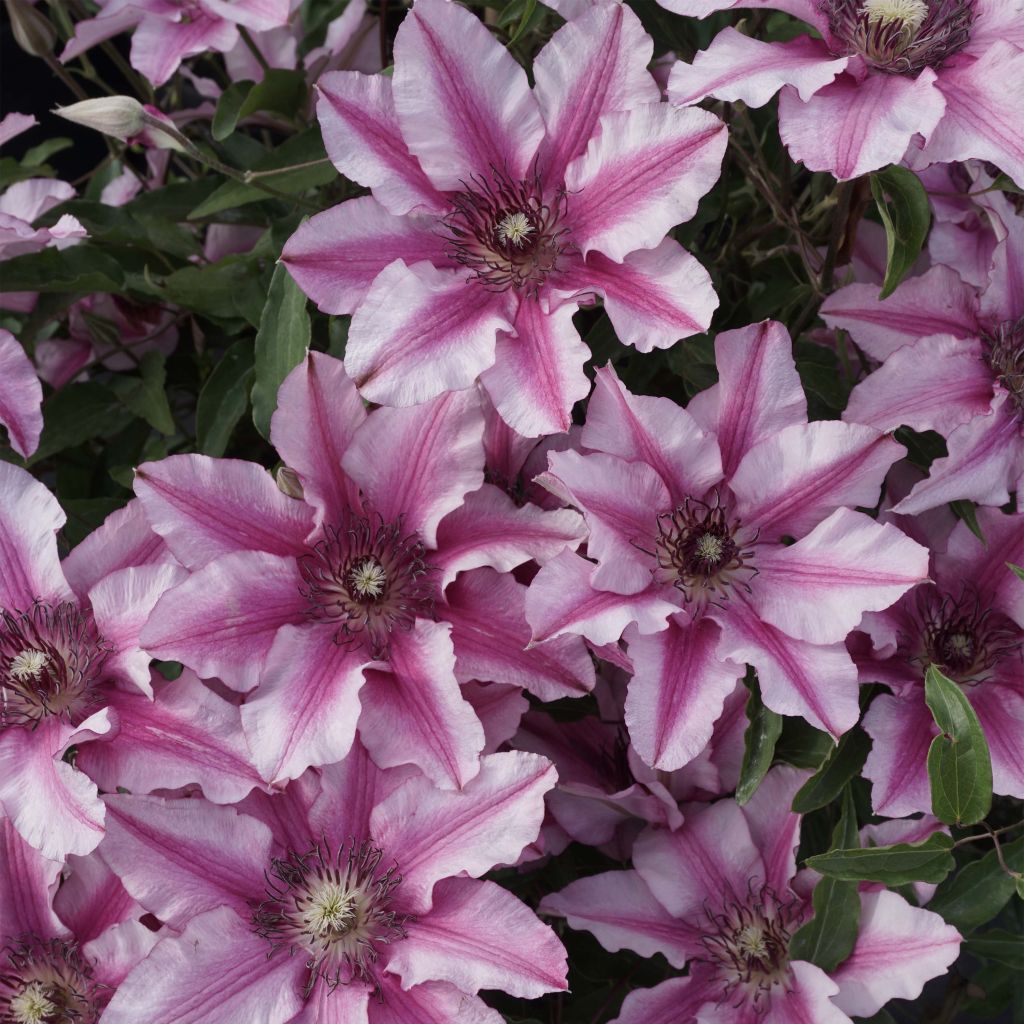 Clématite - Clematis Isabella