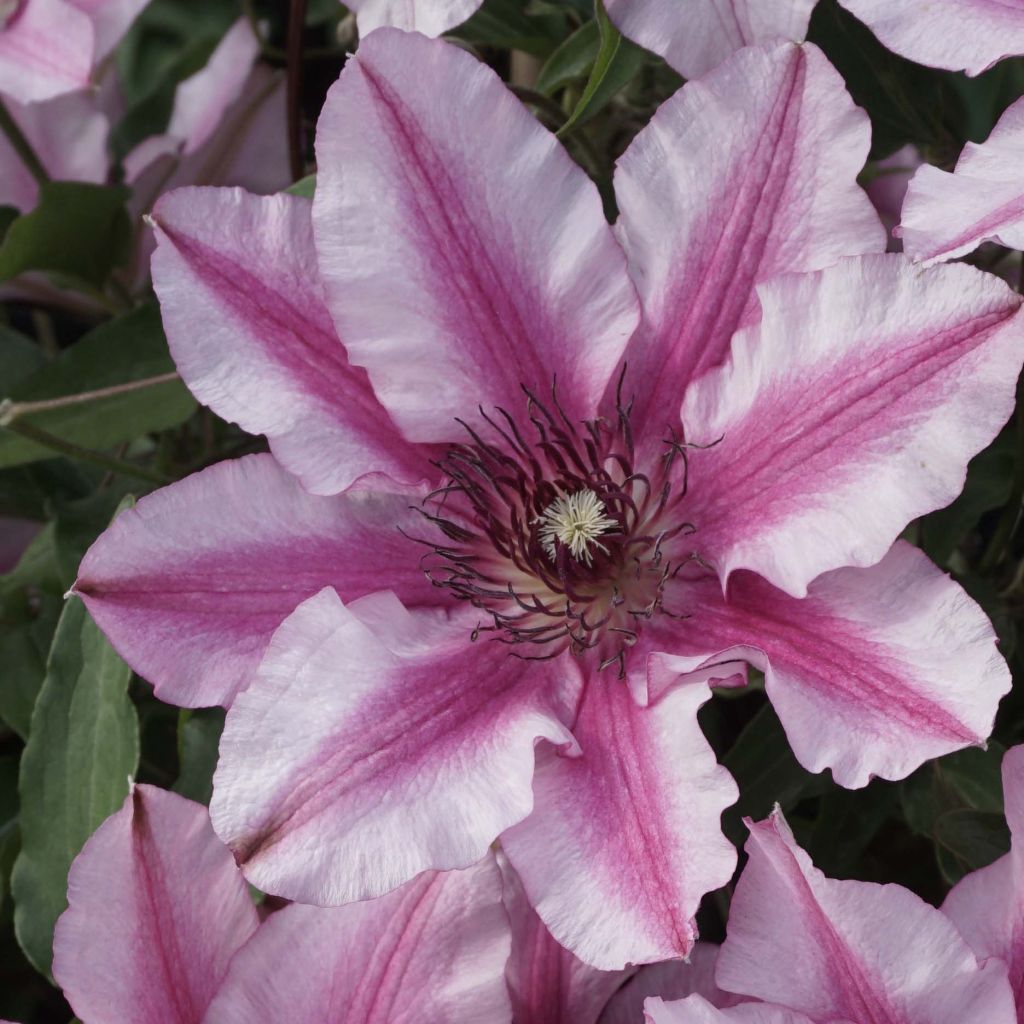 Clématite - Clematis Isabella