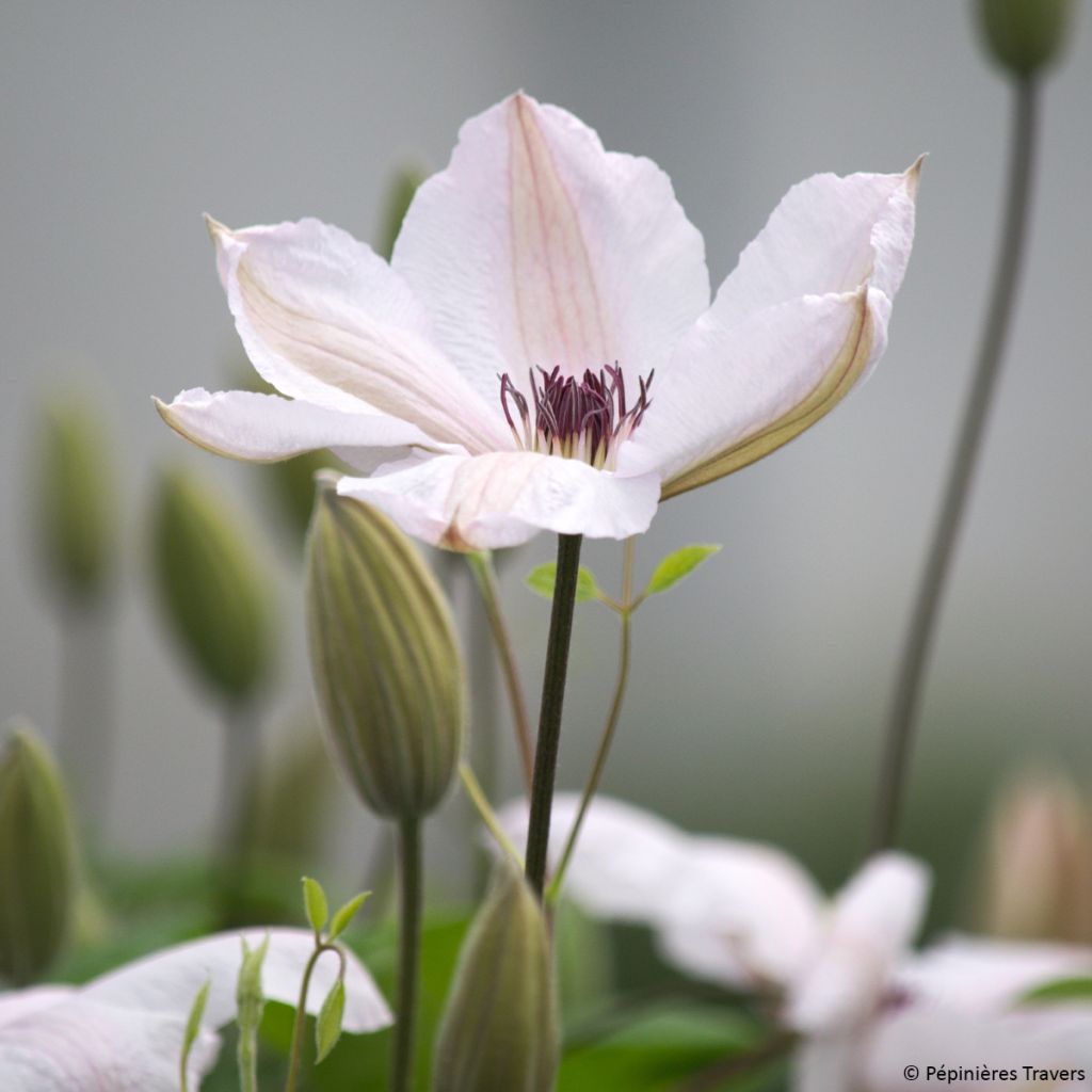 Clématite - Clematis John Paul II (Jean Paul II)