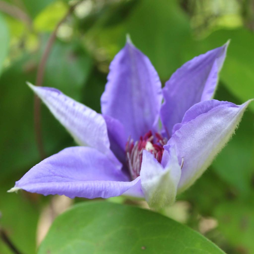 Clématite - Clematis Lawsoniana