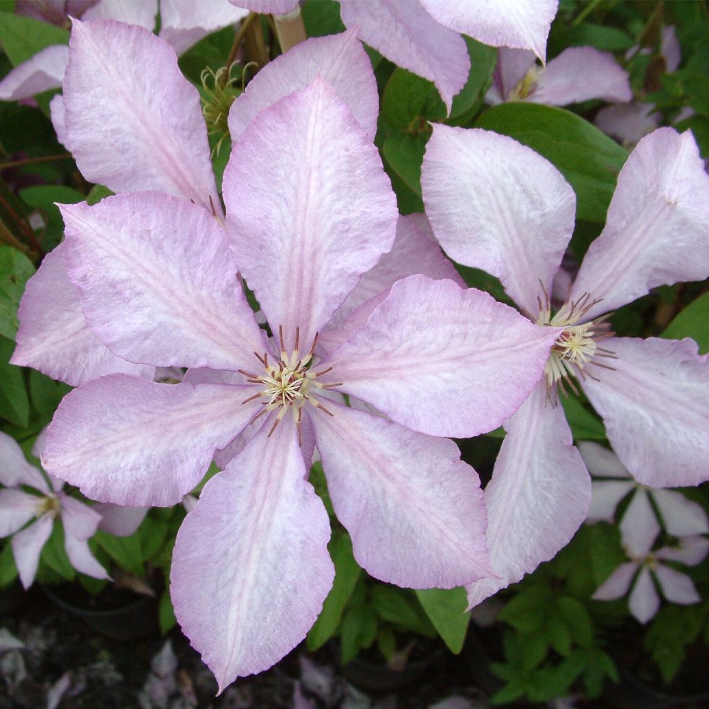 Clématite - Clematis Margaret Hunt