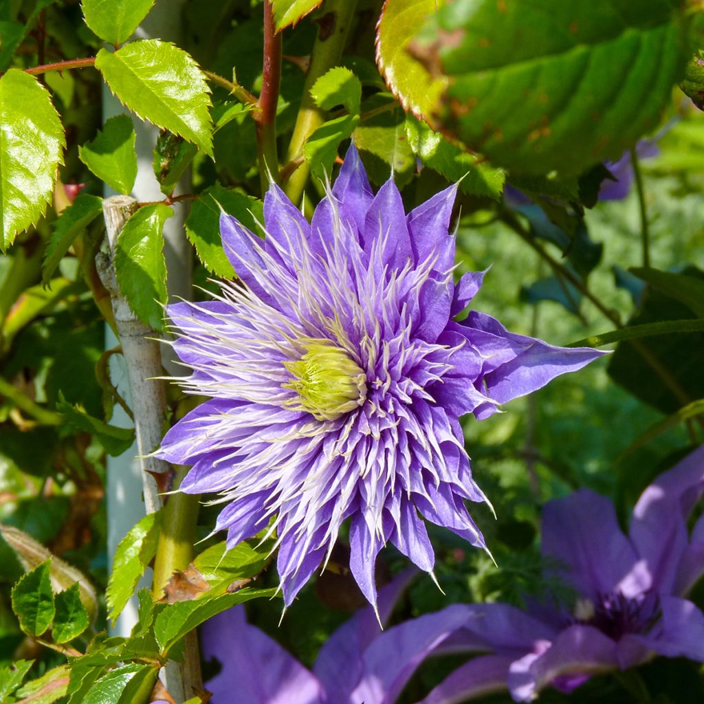 Clématite - Clematis Multi Blue