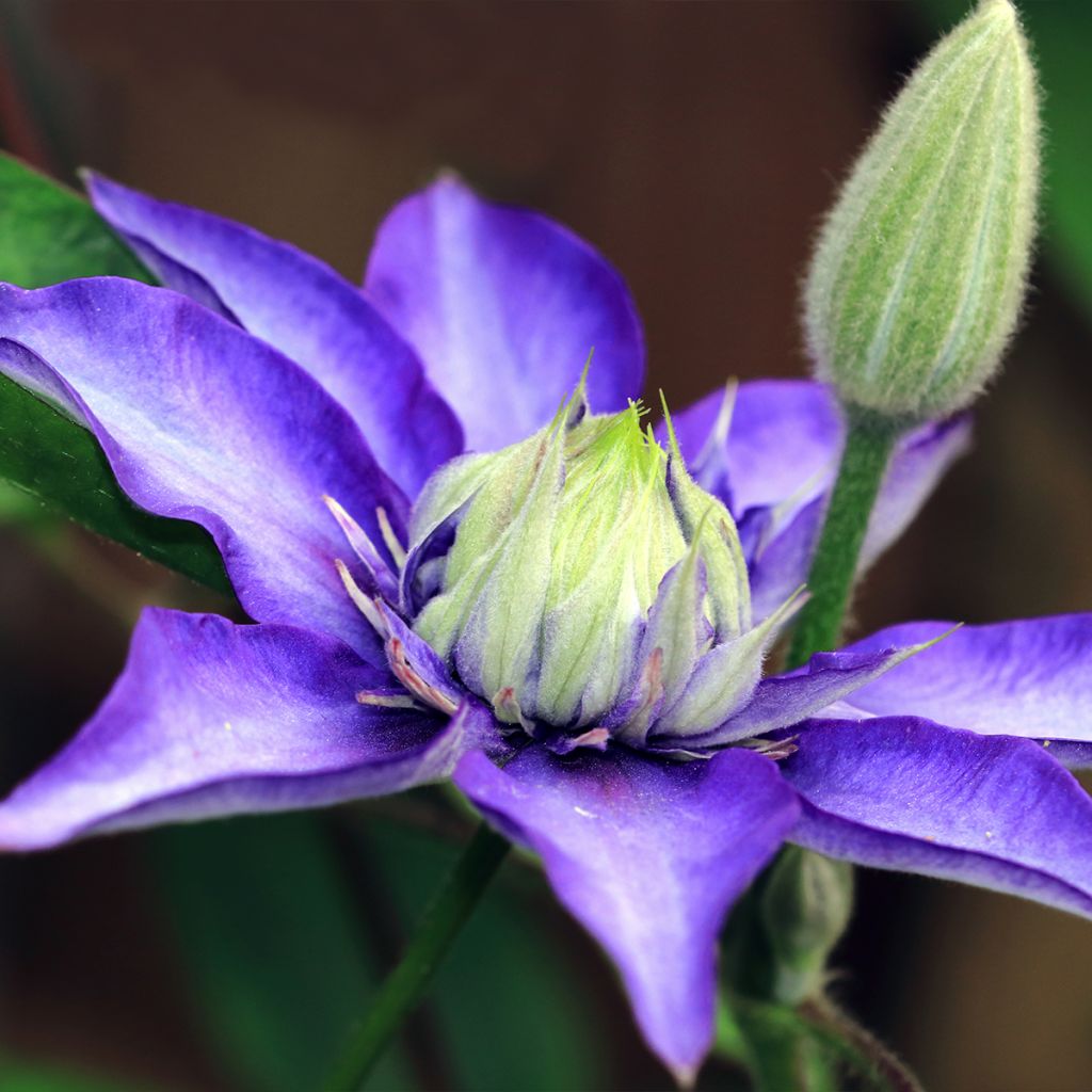 Clématite - Clematis Multi Blue