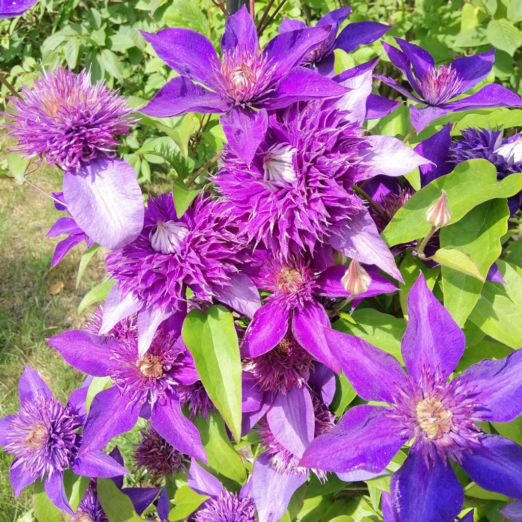 Clématite - Clematis Multi Blue